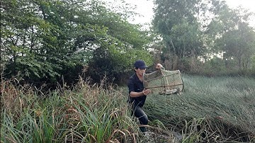 Đi Thăm Lờ Cá Giữa Cánh Đồng Năng " Dính Được Cá Lóc Đồng Thiệt Ngon @nhutvlog9 