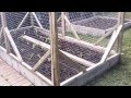 How to protect plants from squirrels, raccoons, and groundhogs