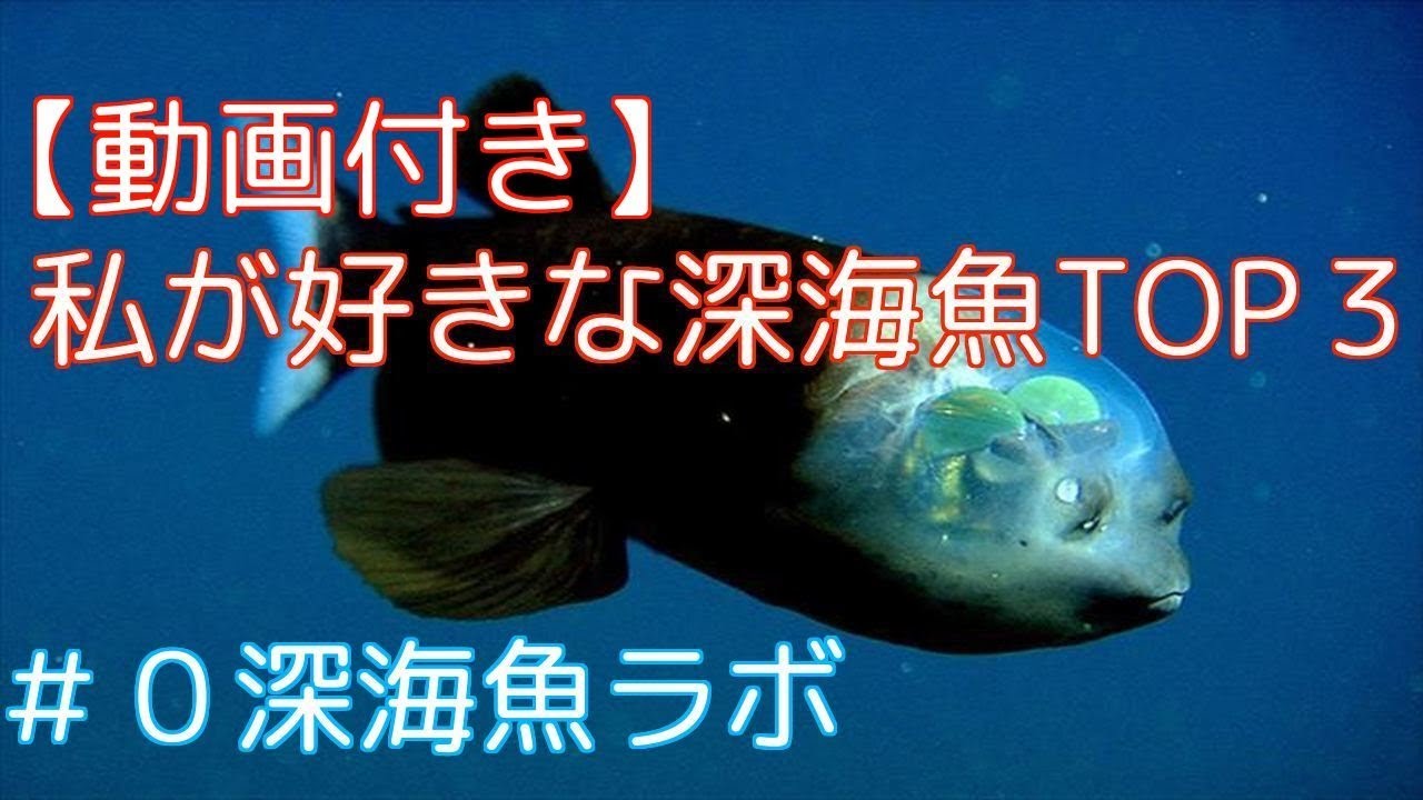 動画付き 私が好きな深海魚top３を発表 0深海魚ラボ Youtube