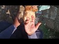 Bodiya Vale Banaune Tarika Bodiya Vale Banaune Tarika