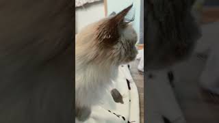 Nikki - Bi-Color Ragdoll 3 Yrs