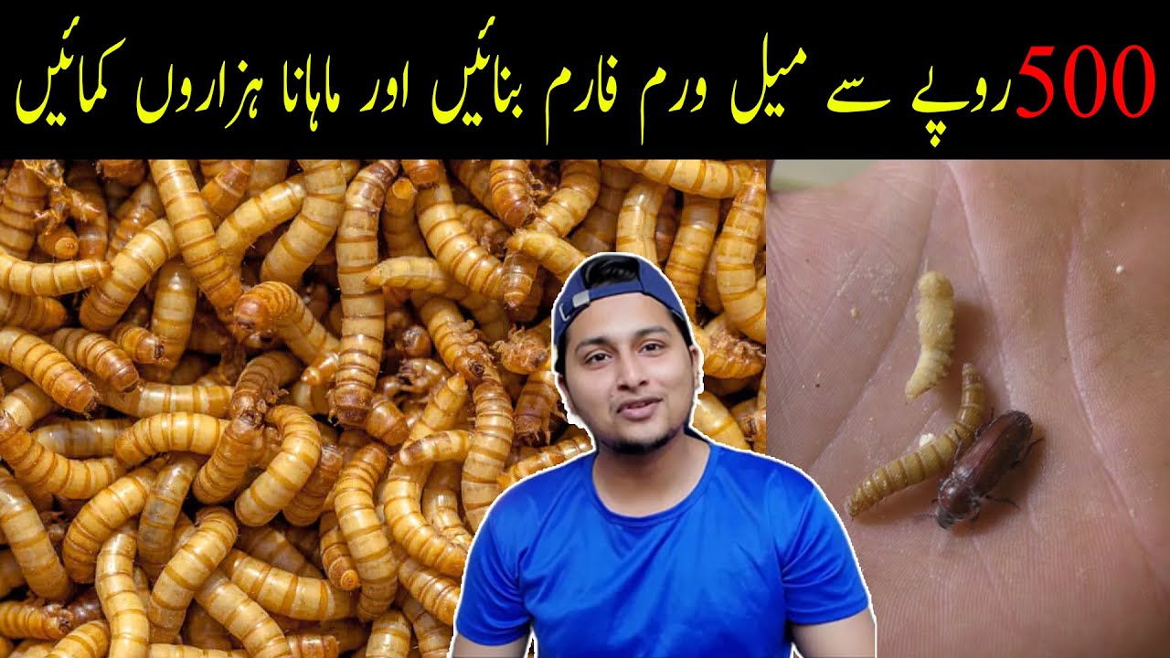 How to Make a Mealworms Farm With Just 500 Rupees Mealworms Farming