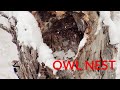 World&#39;s Biggest Owl - Blakiston&#39;s Fish Owl In The Snow (plus a woodpecker visitor)