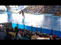 ORCA ENCOUNTER EXTREAMLY BEAUTIFUL! FULL SHOW AT SEAWORLD SAN ANTONIO 6:30 P.M.