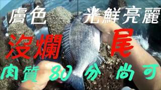 2026.05.20【今天試吃  魚體光鮮亮麗  沒爛尾 肉質尚可 沒100分  肉質給80分 可以抓】淺灘前打/淺打/黑鯛/目印/八卦輪/礁石/沙底/沙溝/鵝卵石/直感漂釣法－老洋 Fishing
