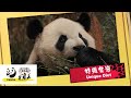 The giant panda you dont knowunique diet  ipanda