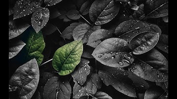 Photoshop color isolation Tutorial For beginners | Fun and easy!