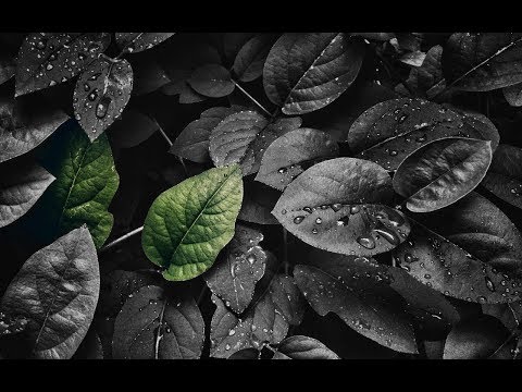 Photoshop color isolation Tutorial For beginners | Fun and easy! Photoshop color isolation Tutorial For beginners | Fun and easy!