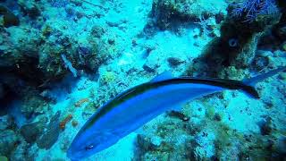 SCUBA DIVING WITH BEACHES RESORT IN TURKS AND CAICOS