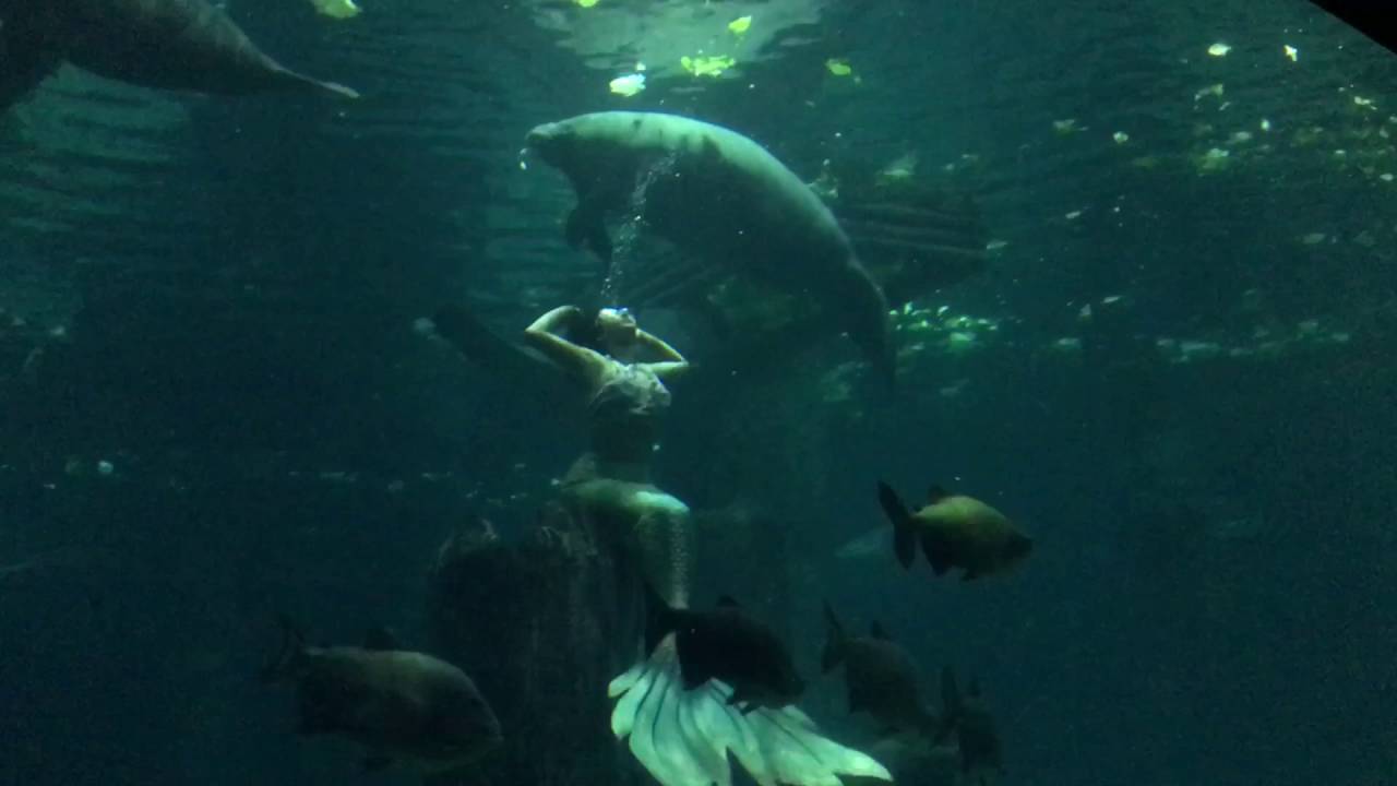 Mermaids at the River Safari YouTube
