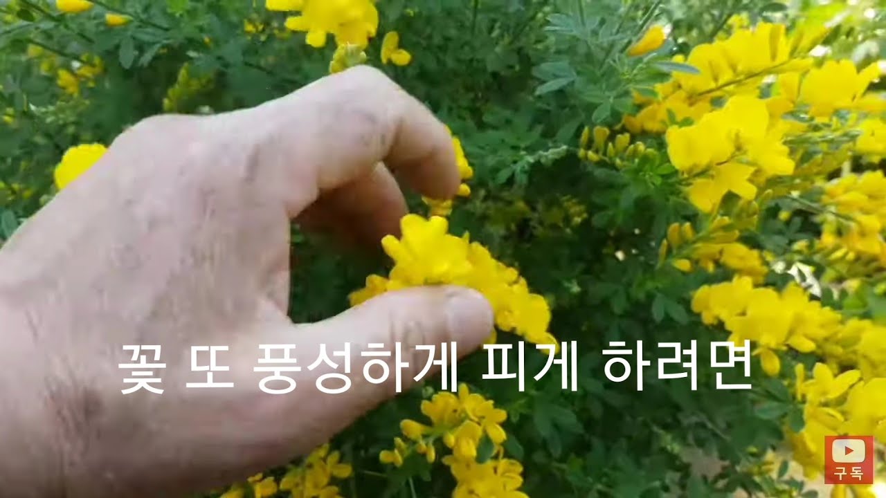 애니시다 꽃, 풍성하게 또 활짝 피게 하려면 8월에 가지를 잘라야 합니다