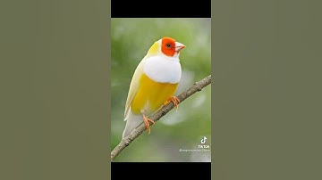 سورة النحل الآية 116 الجزء الرابع عشر