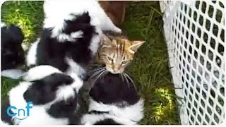 Dog Pile on Cat | When Puppies Attack!