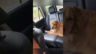 Look at the end Funny dogs videos