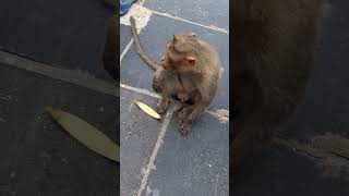 Monkey 🐒 eating fruits and actions #monkey #animals