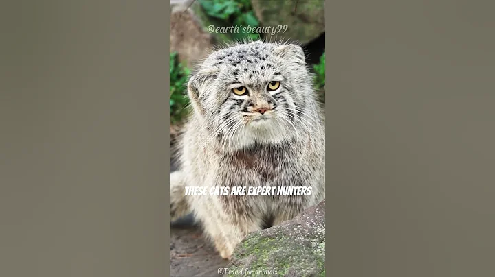 Watch the video about Pallas’s Cat