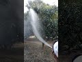 farming #mango 🥭 short #