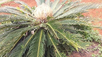 Cây Vạn Tuế Nở Hoa Nghe Nói Trăm Năm Mới Có