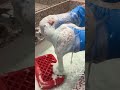 rbleach smell good 🤤🧼🧽 #asmr #fizzysuds #spongeactivity #suds  #bleach #asm