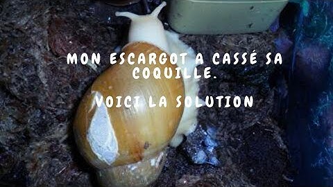 mon escargot a cassé sa coquille,voici la solution