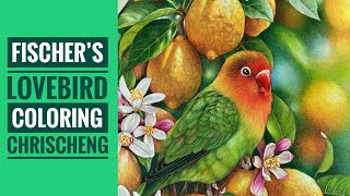 FISCHER'S LOVEBIRD - Timelapse Coloring | From "Fischer's Lovebird Coloring Page" | Chris Cheng