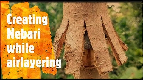 Bonsai Experiment Update Creating Nebari While Airlayering