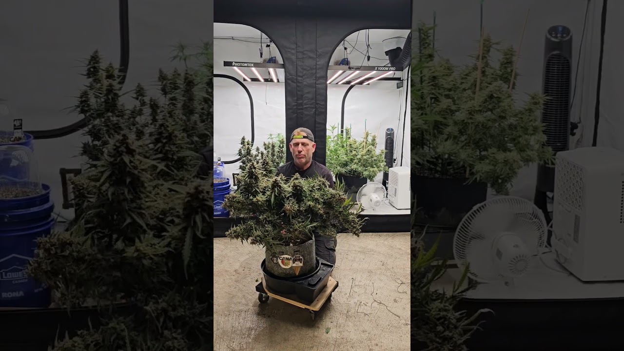 NightOwl Galaxy Brain D106🦉