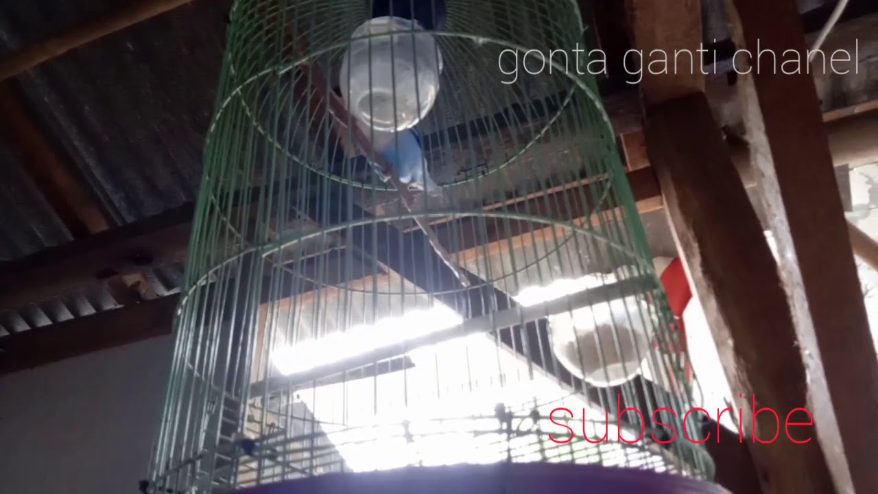 lovebird pengen eksis.merinding!!! 
