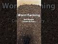 Red Wigglers Cocoons Everywhere | Worm Farming