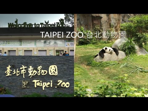 Vídeo: El Primer Panda, Nascut A Taiwan, Debuta Públicament