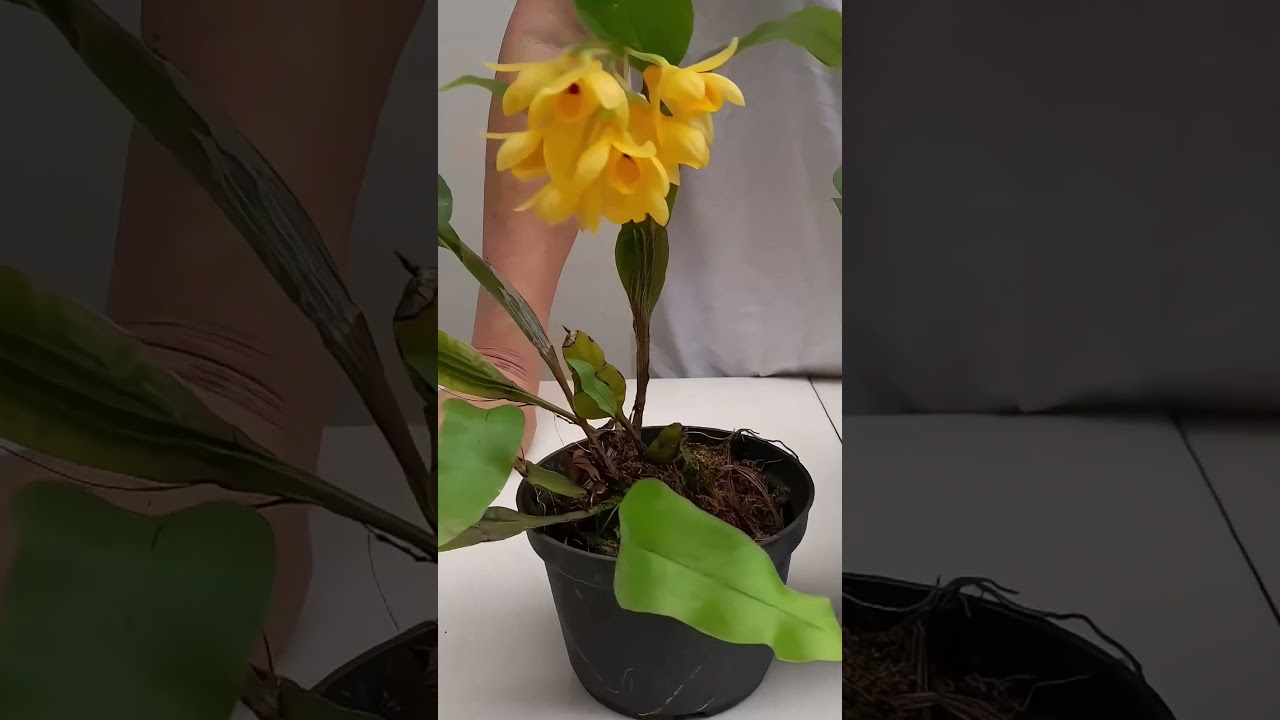 Aprenda sobre o Dendrobium sulcatum lindo amarelo 🌸