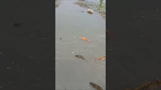 Crazy Boy Catching Fish By Hand #fishing