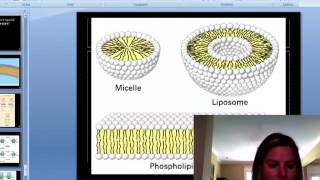 BIO 111 Chapters 4 and 5 Part IV