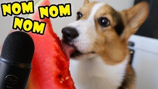ASMR Corgi Dog Deliciously Eating 🐾 -- So Satisfying || Extra After College