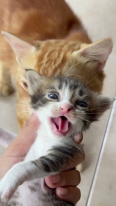 suara anak kucing #kitten #cute