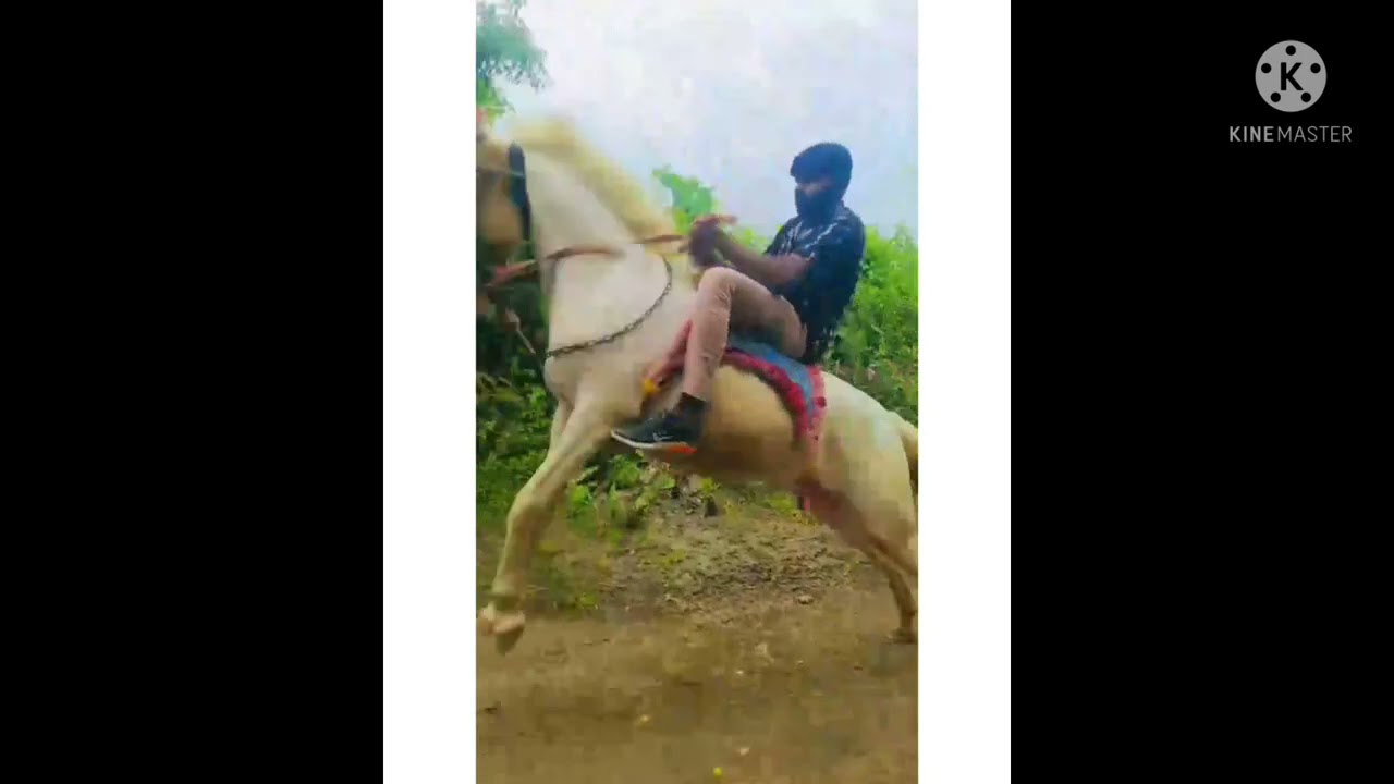 New horse status😍😍