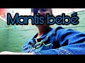 Mantis comiendo❤️(bebé)❤️