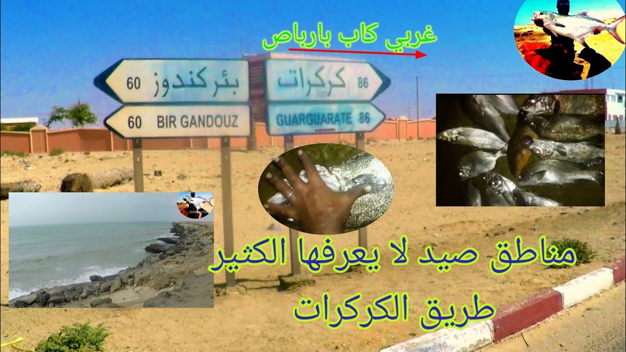 الكوربيرو.أجي نتعرف على آخر المصايد في الصحراء وفي جنوب المغرب + المنطاج وكل التفاصيل