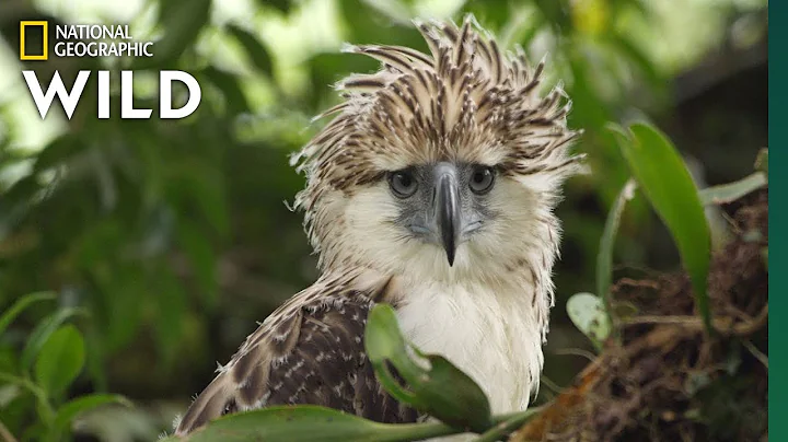 Watch an Endangered Philippine Eagle Chick Grow Up...