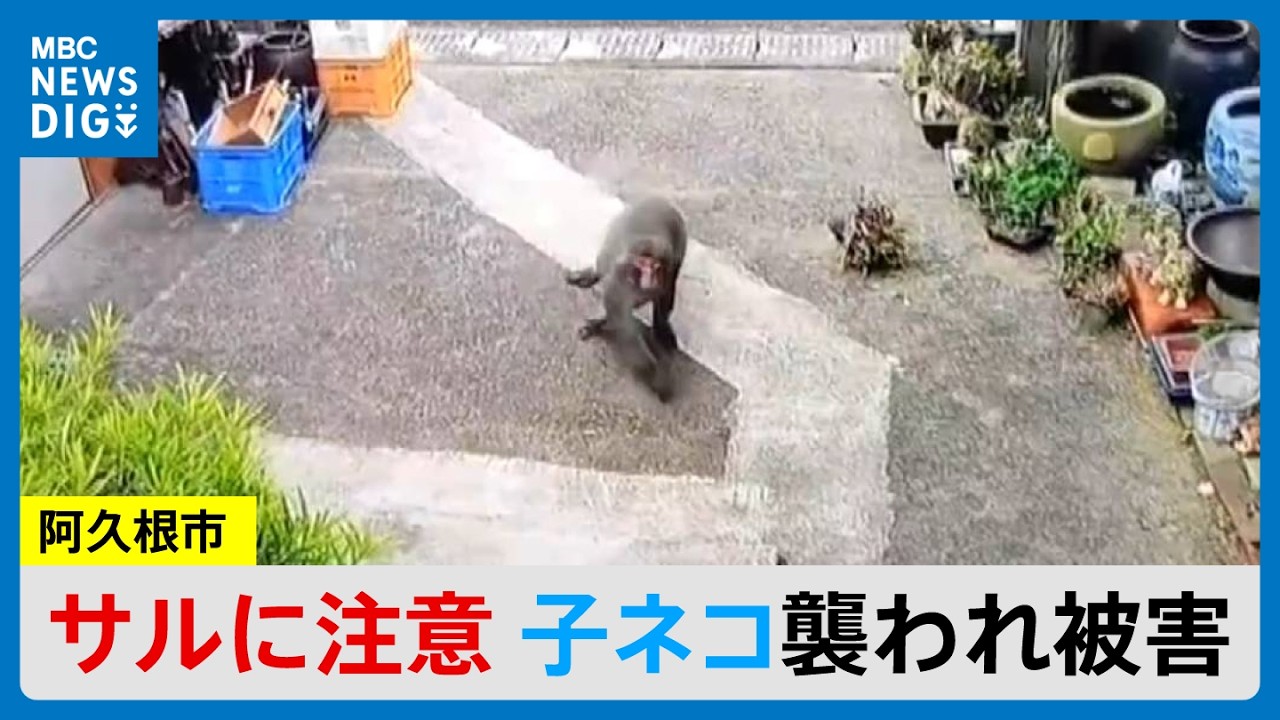 Pet Cat Attacked by Wild Monkey: 