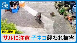 Pet Cat Attacked by Wild Monkey: "Four Kittens Gone in an Instant..." 5 Sightings Reported in Aku...