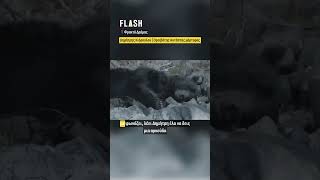 Ορειβάτης έπεσε σε γκρεμό από σπρώξιμο αρκούδας | Flash.gr