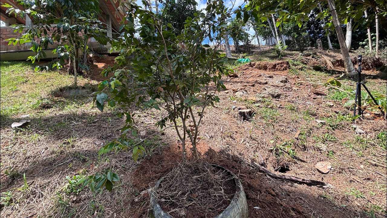 👉 COMEÇAMOS NOSSO POMAR! 🍊🌳 Um Sonho Está Criando Raízes