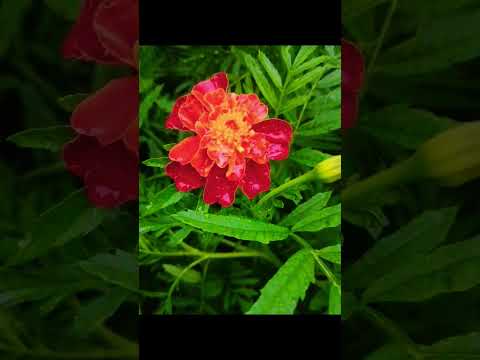 Самые красивые цветы