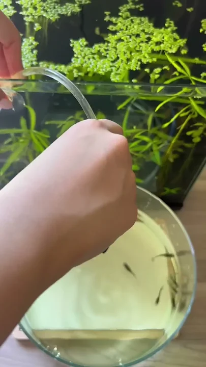 Am I giving my Fish a Shower? 🚿