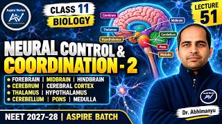 Lecture 51 | Neural Control and Coordination 2 | Forebrain, Midbrain, Hindbrain & Human Brain | NEET