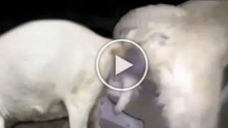Dog Fuck Goat