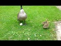 Hannah the goose lost 2 babies
