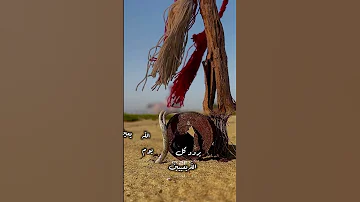 ودك ماتشكي غير للخلاق رب العالمين من يشتكي للخلق يصبح عرضة لـ الطقطقه خالد ال بريك 