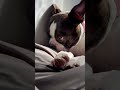 🌞When the Sun Hits Just Right… 😴🐾 #bostonterrier #sleepydog #sunbathing #lazyday #puppylove